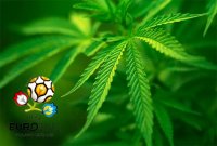 УКРАИНА ЗА СЧЕТ ПРРОДАЖИ МАРИХУАНЫ ПЛАНИРУЕТ УКРЕПИТЬ СВОЙ ИМИДЖ И ПОДНЯТЬ ЭКОНОМИКУ. УКРАИНА ЗА СЧЕТ ПРРОДАЖИ МАРИХУАНЫ ПЛАНИРУЕТ УКРЕПИТЬ СВОЙ ИМИДЖ И ПОДНЯТЬ ЭКОНОМИКУ.