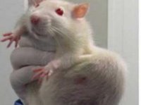 Результаты исследований французских ученых о трансгенных культурах вызвали широкий резонанс Результаты исследований французских ученых о трансгенных культурах вызвали широкий резонанс