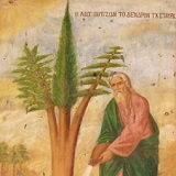 Кто вырастил древо Креста Господня: История древняя и интересная Кто вырастил древо Креста Господня: История древняя и интересная