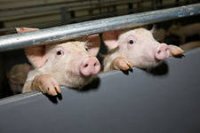 ЕЩЕ ОДНО ДОКАЗАТЕЛЬСТВО О ВРЕДЕ ГМО ЕЩЕ ОДНО ДОКАЗАТЕЛЬСТВО О ВРЕДЕ ГМО