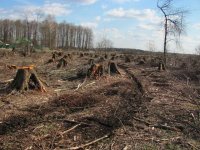 Ультиматум ЕС для Украины: кредиты в обмен на лес Ультиматум ЕС для Украины: кредиты в обмен на лес