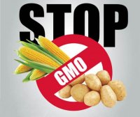 Правительство Калининград собираются запретить производство ГМО-продуктов Правительство Калининград собираются запретить производство ГМО-продуктов