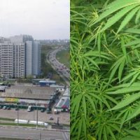 В МОСКВЕ РАСТЕТ КОЛИЧЕСТВО МИГРАНТОВ И КОНОПЛЯ НА ГАЗОНАХ. В МОСКВЕ РАСТЕТ КОЛИЧЕСТВО МИГРАНТОВ И КОНОПЛЯ НА ГАЗОНАХ.