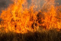 Глава Минприроды РФ Сергей Донской призывает не сжигать сухую траву Глава Минприроды РФ Сергей Донской призывает не сжигать сухую траву