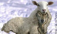 СЛЕДУЕТ ЛИ ДОВЕРЯТЬ ПРЕДСЕДАТЕЛЮ ОВЦС В ВОПРОСЕ ЦЕРКОВНОГО КАЛЕНДАРЯ? СЛЕДУЕТ ЛИ ДОВЕРЯТЬ ПРЕДСЕДАТЕЛЮ ОВЦС В ВОПРОСЕ ЦЕРКОВНОГО КАЛЕНДАРЯ?