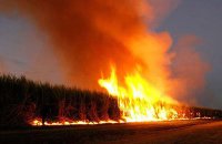 В Венгрии уничтожаются все поля с генетически модифицированной кукурузой В Венгрии уничтожаются все поля с генетически модифицированной кукурузой