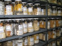 Остановить передачу Ротшильдам национального достояния России! Monsanto положила глаз на коллекцию Вавилова Остановить передачу Ротшильдам национального достояния России! Monsanto положила глаз на коллекцию Вавилова