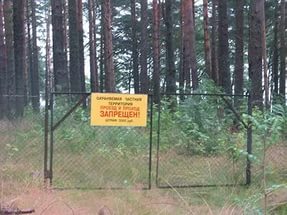 лес.jpg лес.jpg