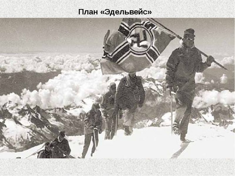 эдельвейс5.jpg эдельвейс5.jpg